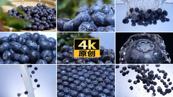 蓝莓TV官方网站｜蓝莓视频播放在线观看免费高清影院